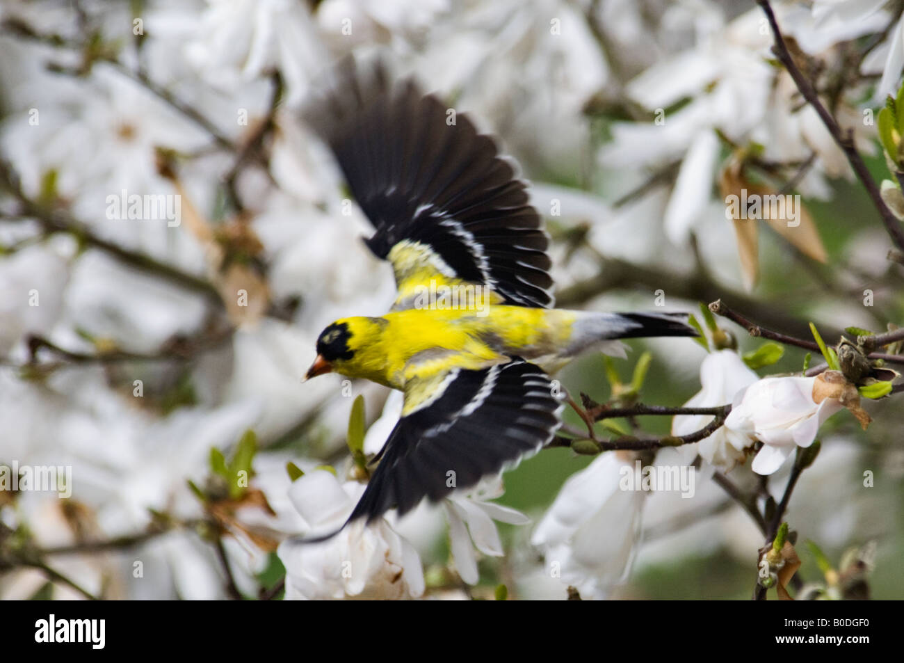 American Goldfinch in Flight Stock Photo - Alamy