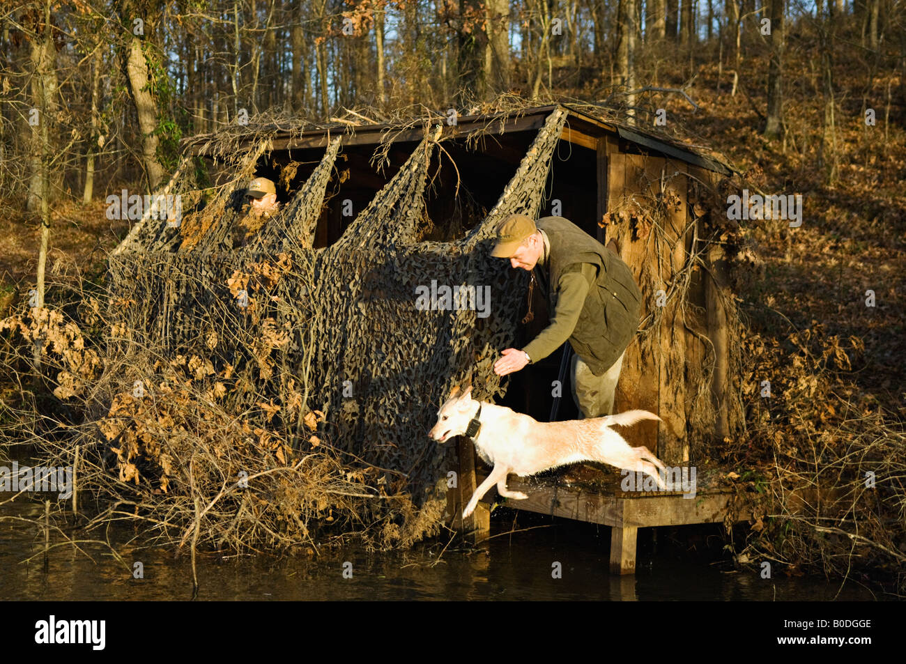 Duck Hunter Giving a Yellow Labrador Retriever a Line in Order to make a Retrieve on a Downed Mallard as Dog Leaps into the Lake Stock Photo