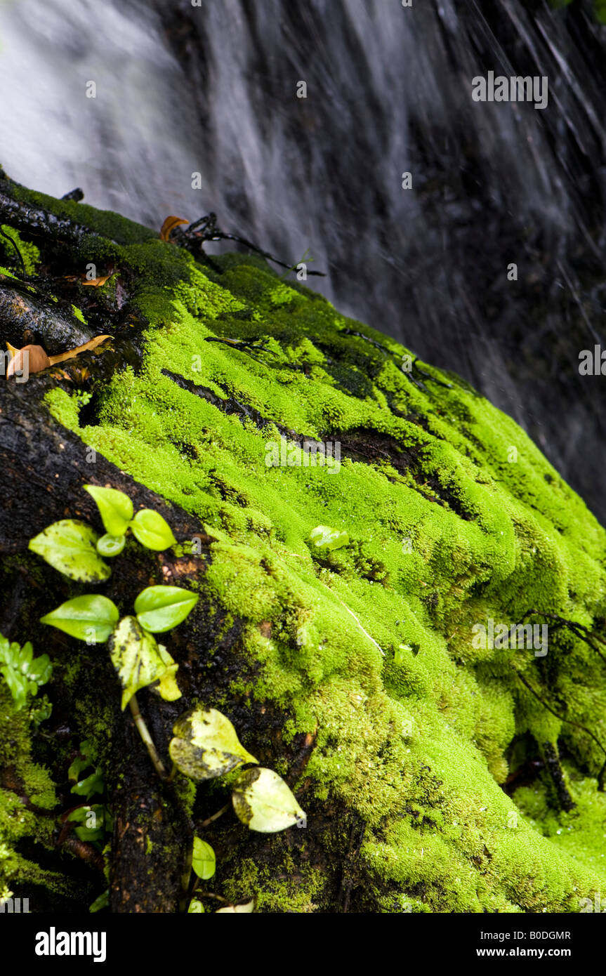 A moss covered boulder next to a waterfall. Stock Photo