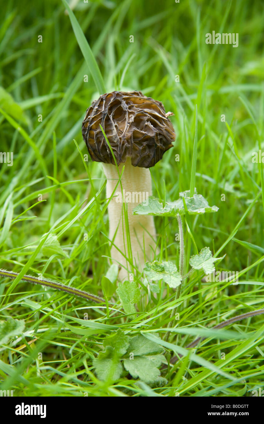 Morel mushroom Hattingley Hampshire England Stock Photo Alamy