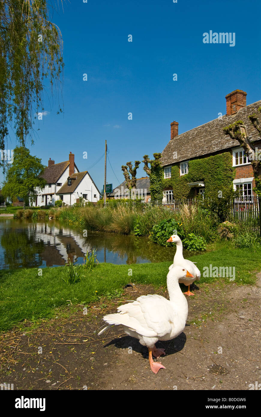 Village pond at Childrey, Oxfordshire, England Stock Photo