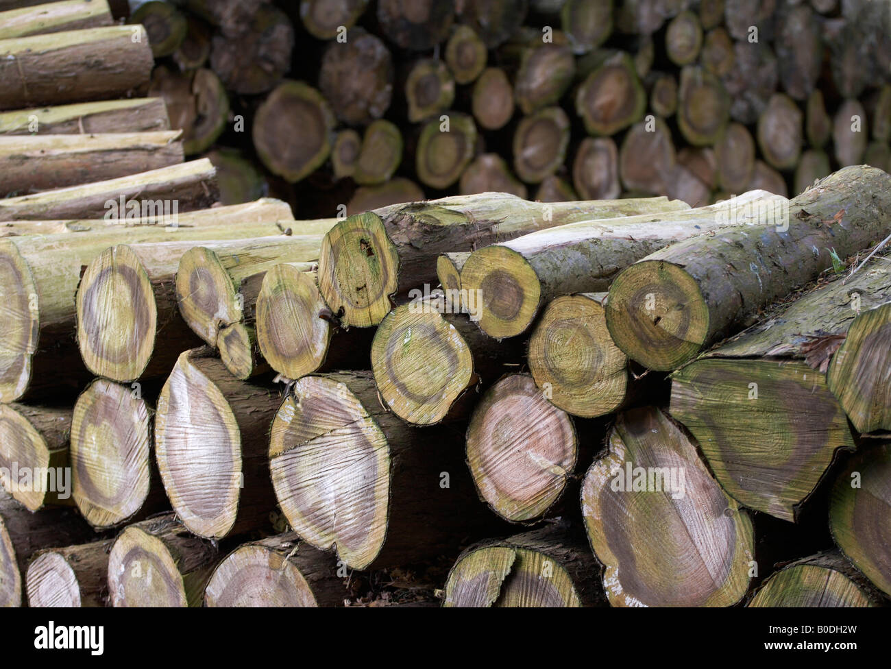 pile of logs forming natural habitat, stacked in woods in Cheshire, UK Stock Photo