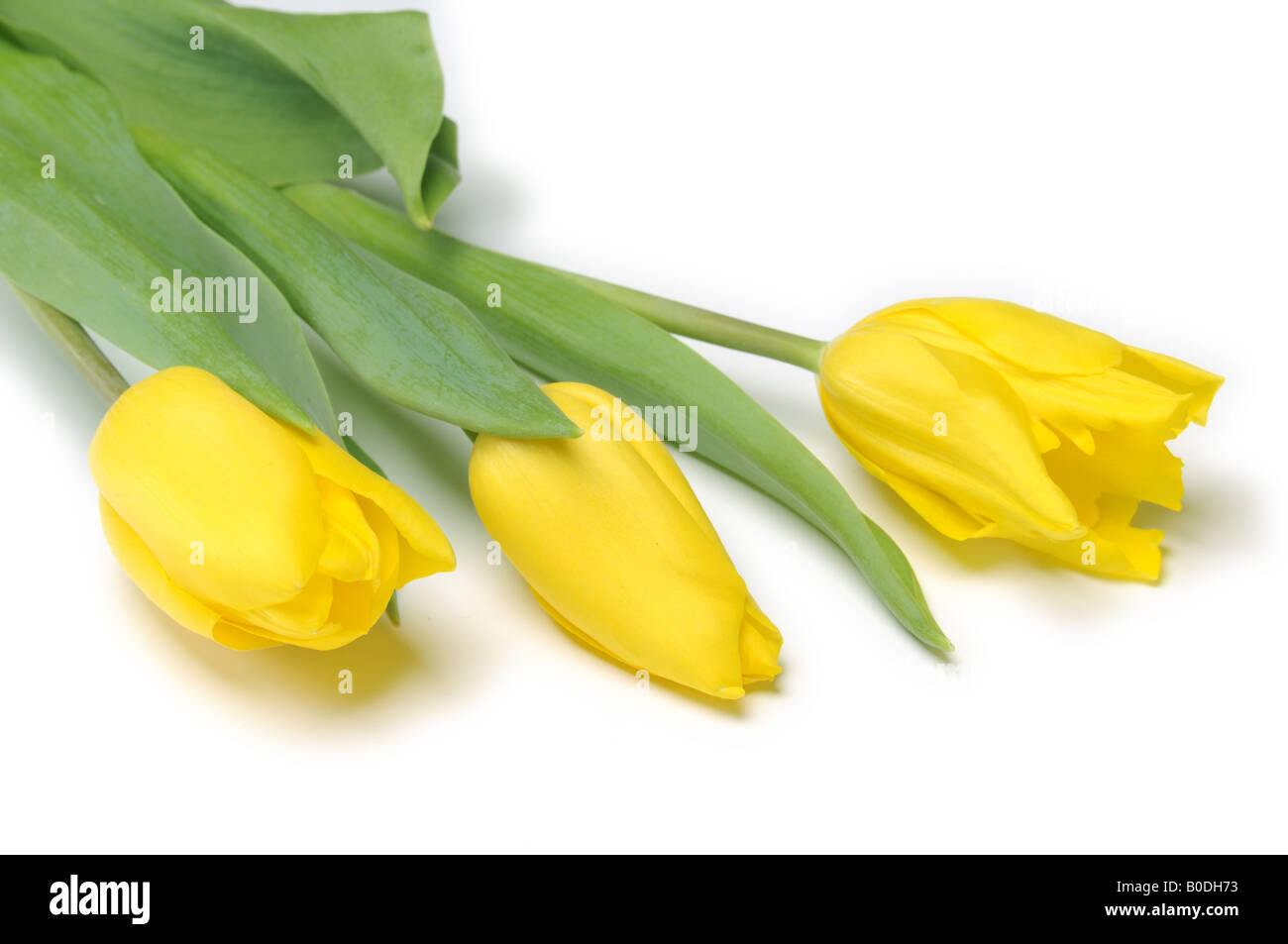 Yellow tulips isolated on white background Stock Photo - Alamy