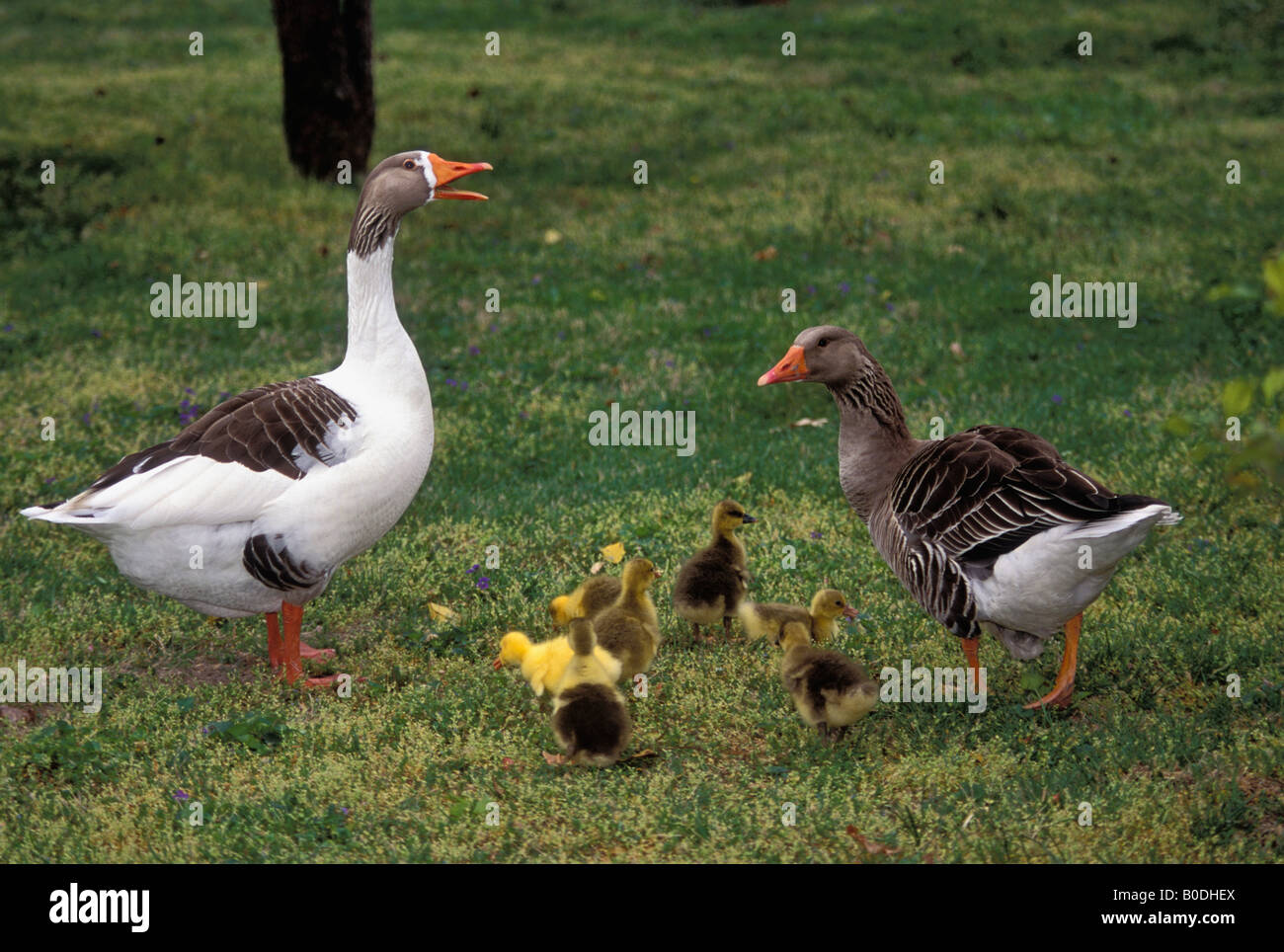 Domestic Pilgrim Goose Gander and Goslings Stock Photo