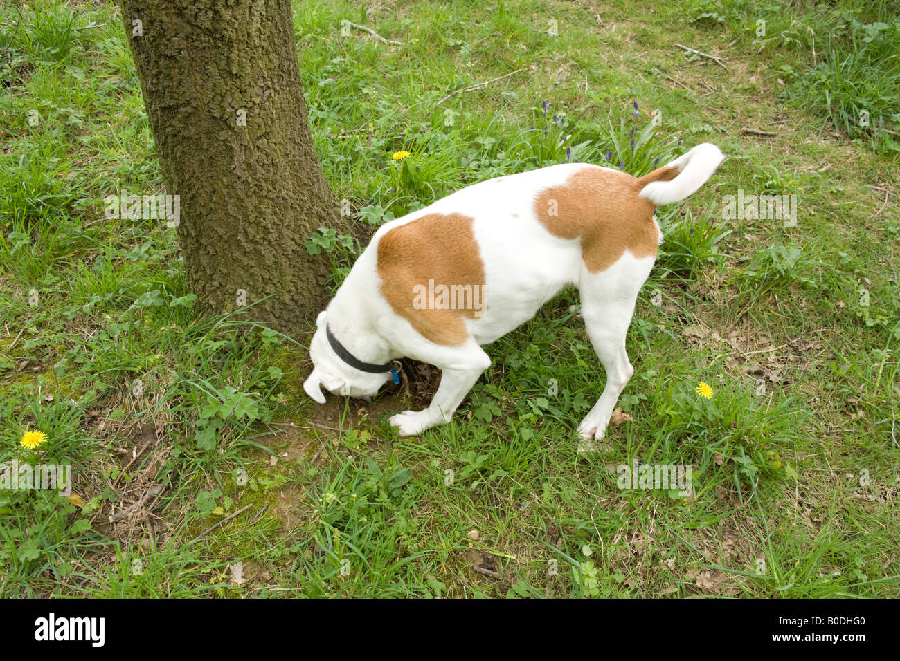 Crossbreed dog Hampshire England Stock Photo