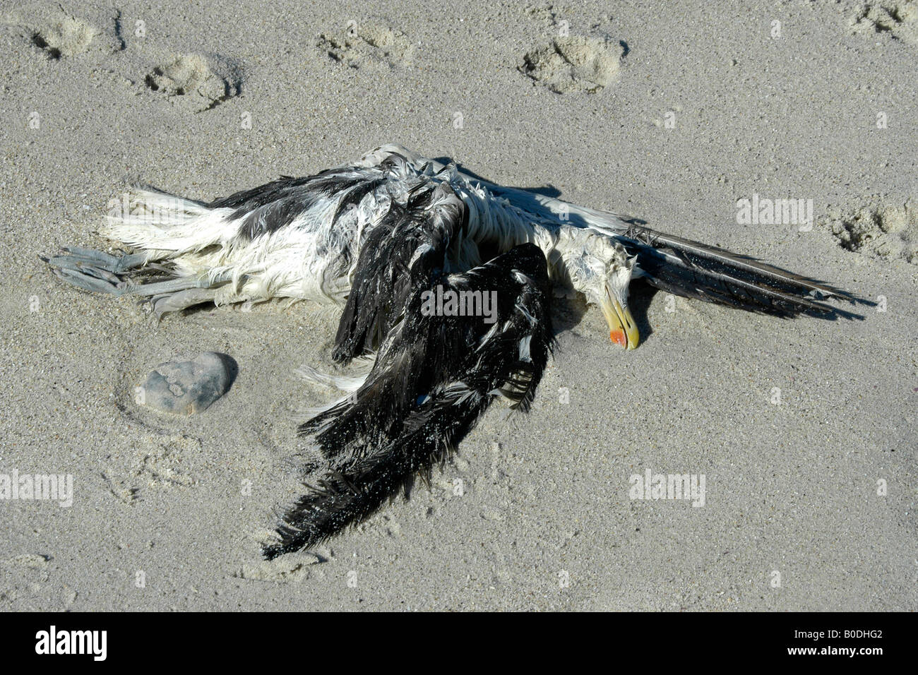 Dead gull, seamew Stock Photo