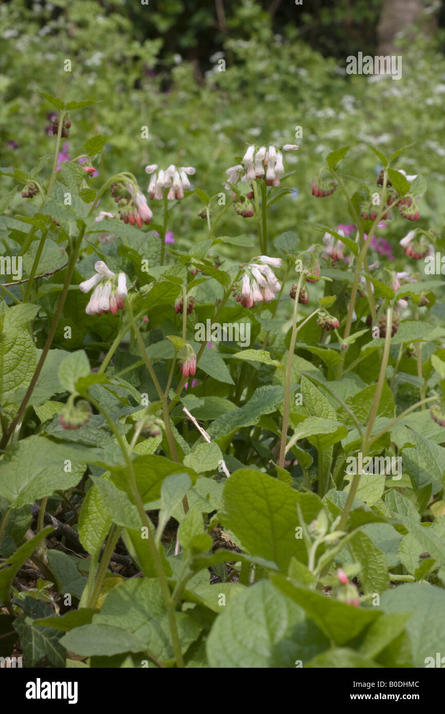 Comfrey, Symphytum officinale, plants with flowers. Stock Photo