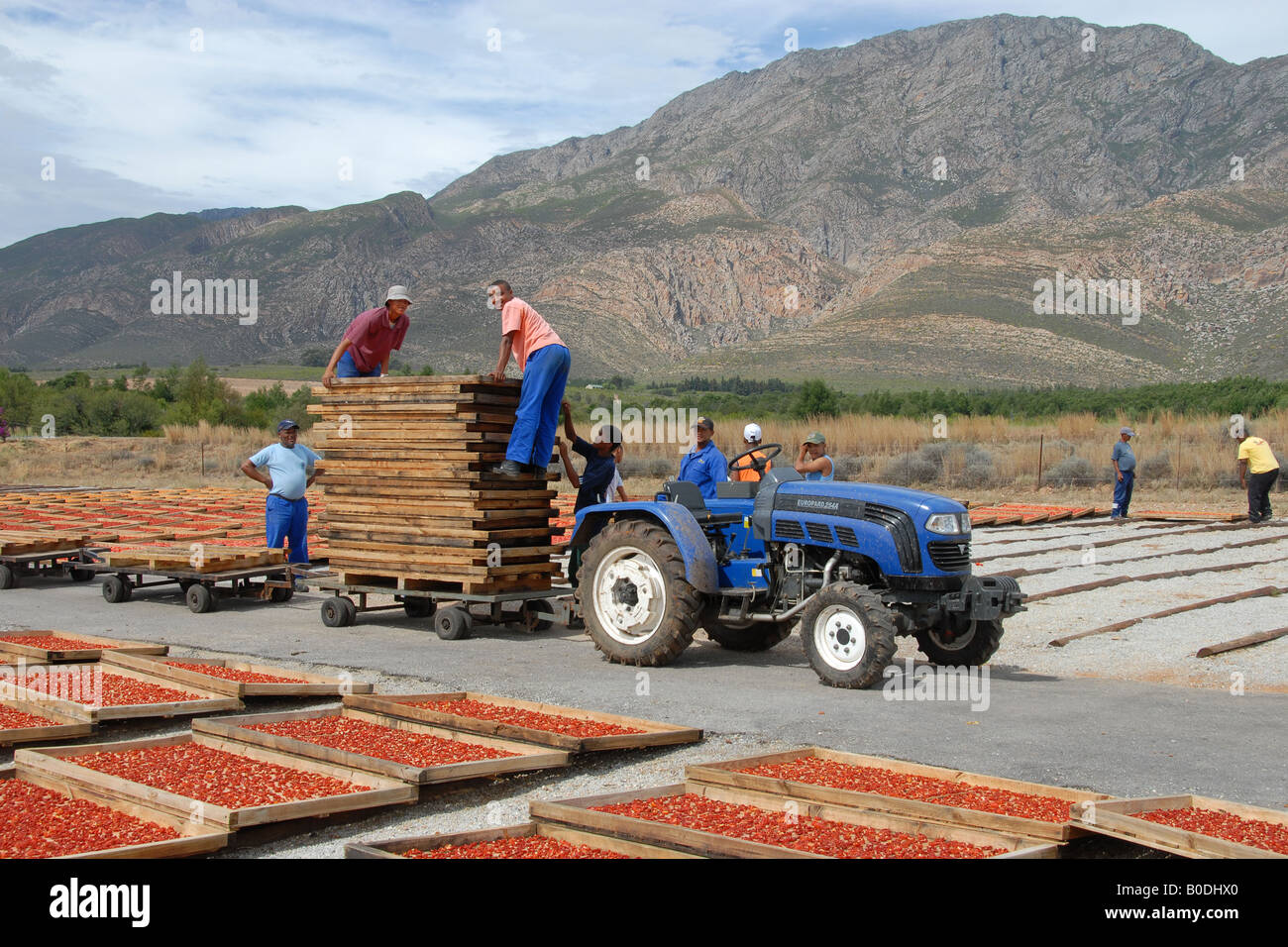 Montagu dried fruit & nuts (8 Stock Photo Alamy
