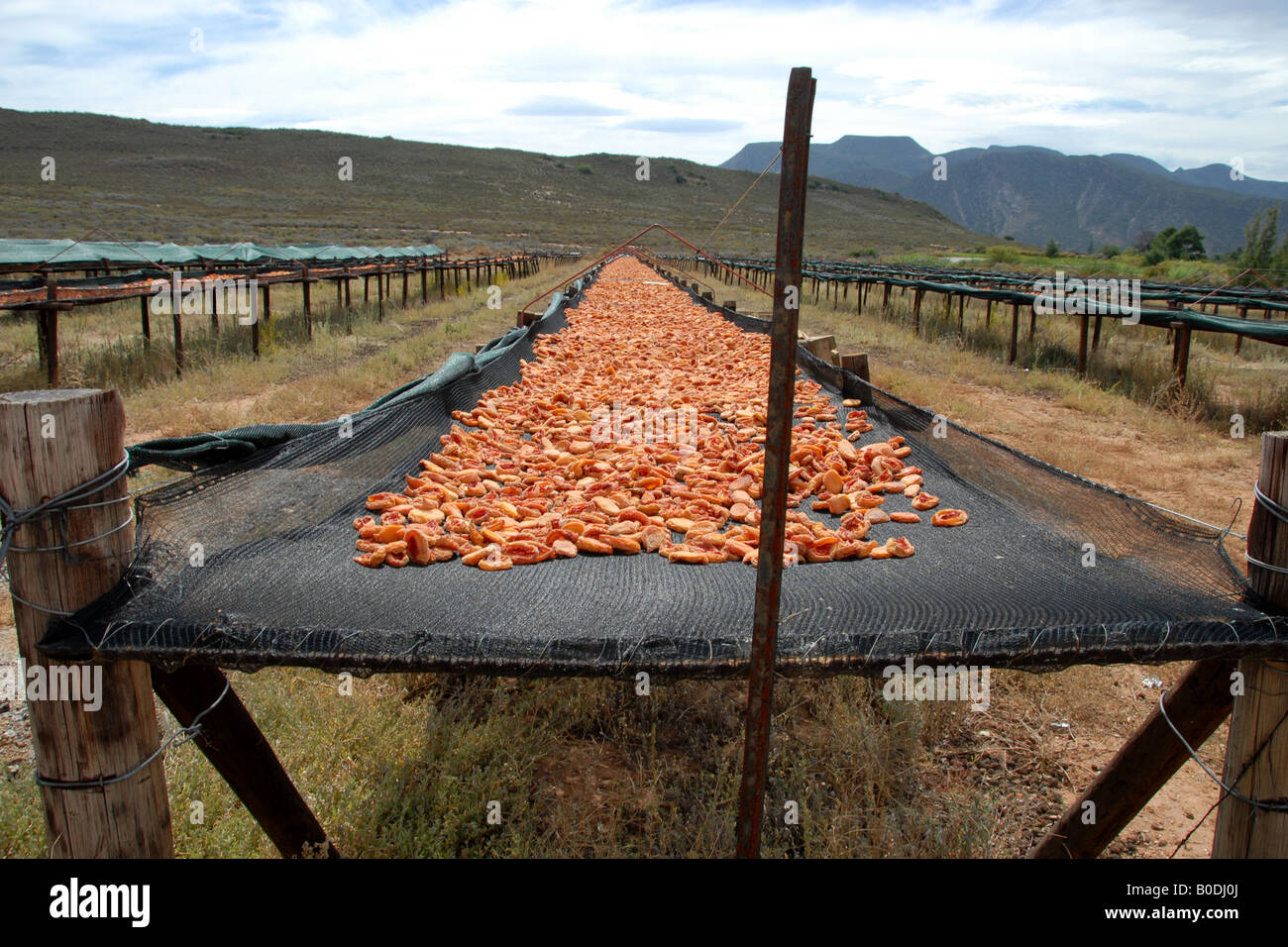 Montagu dried fruit & nuts (12 Stock Photo Alamy