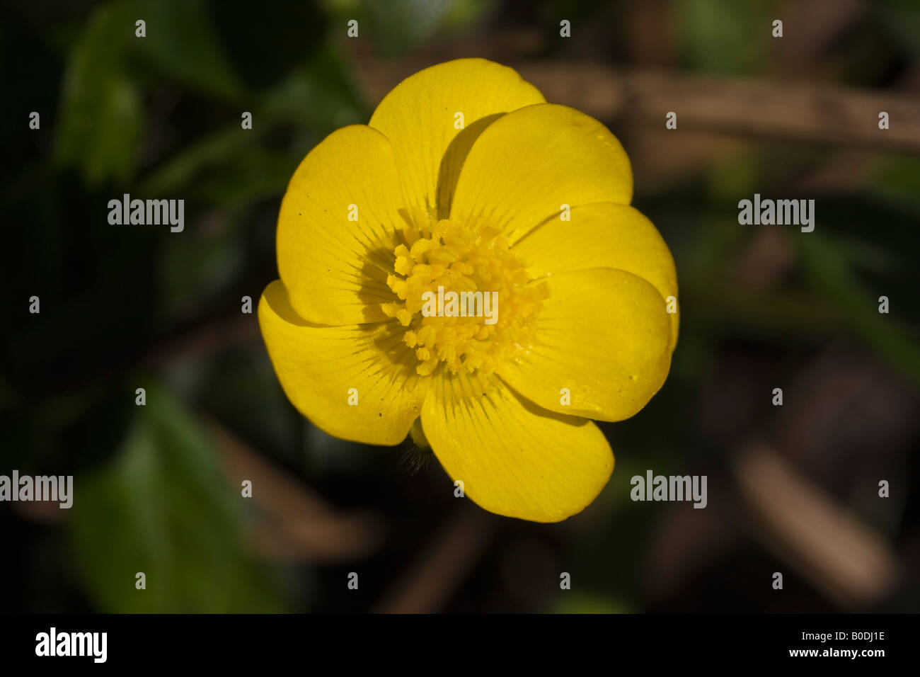 Closeup of the bright yellow flower of a creeping buttercup, Ranunculus ...