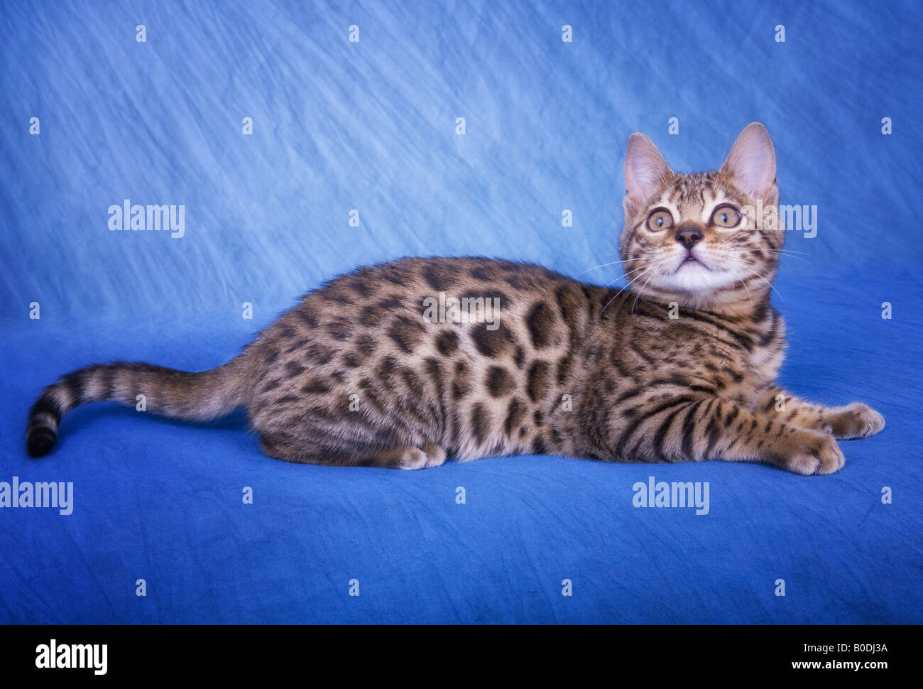 Beautiful Bengal Cat on Blue Stock Photo - Alamy
