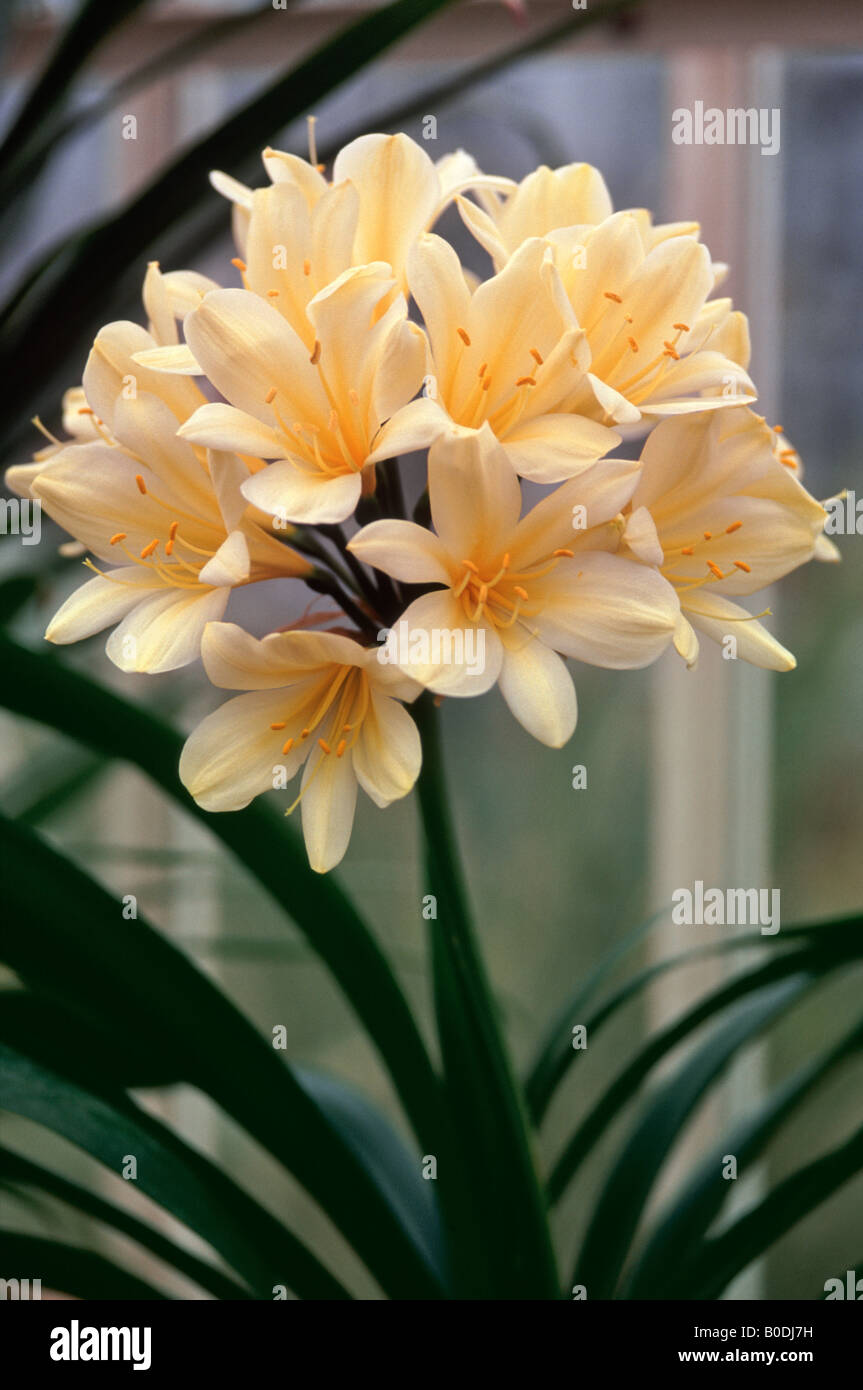 Clivia Miniata var. Citrina (Common name: Bush Lily) Stock Photo