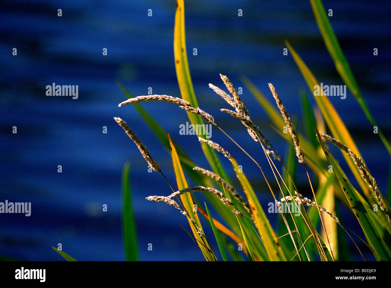 Sedge Plants on the Riverbank Stock Photo - Alamy