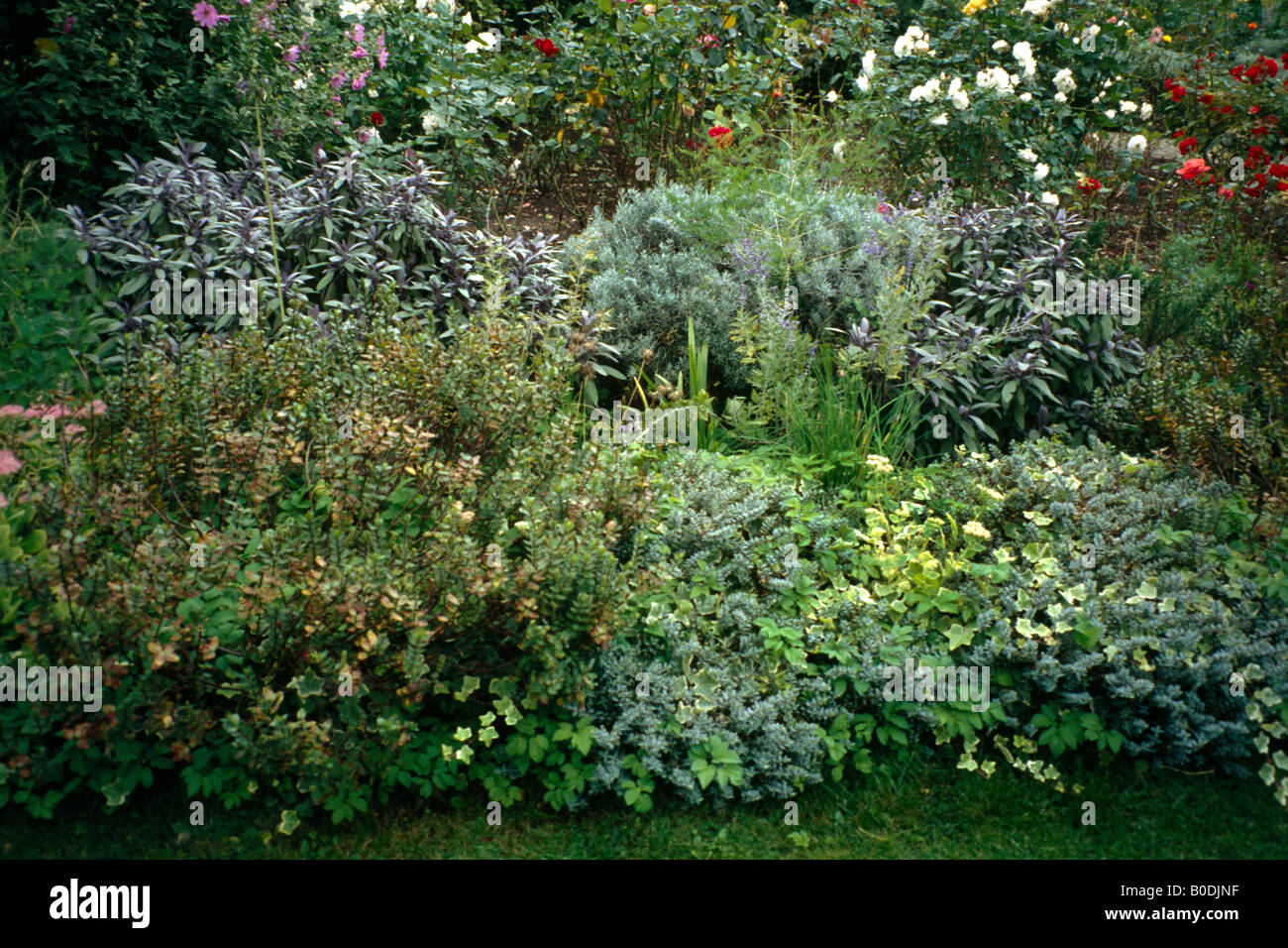 Herb Garden In Epsom Stock Photo Alamy