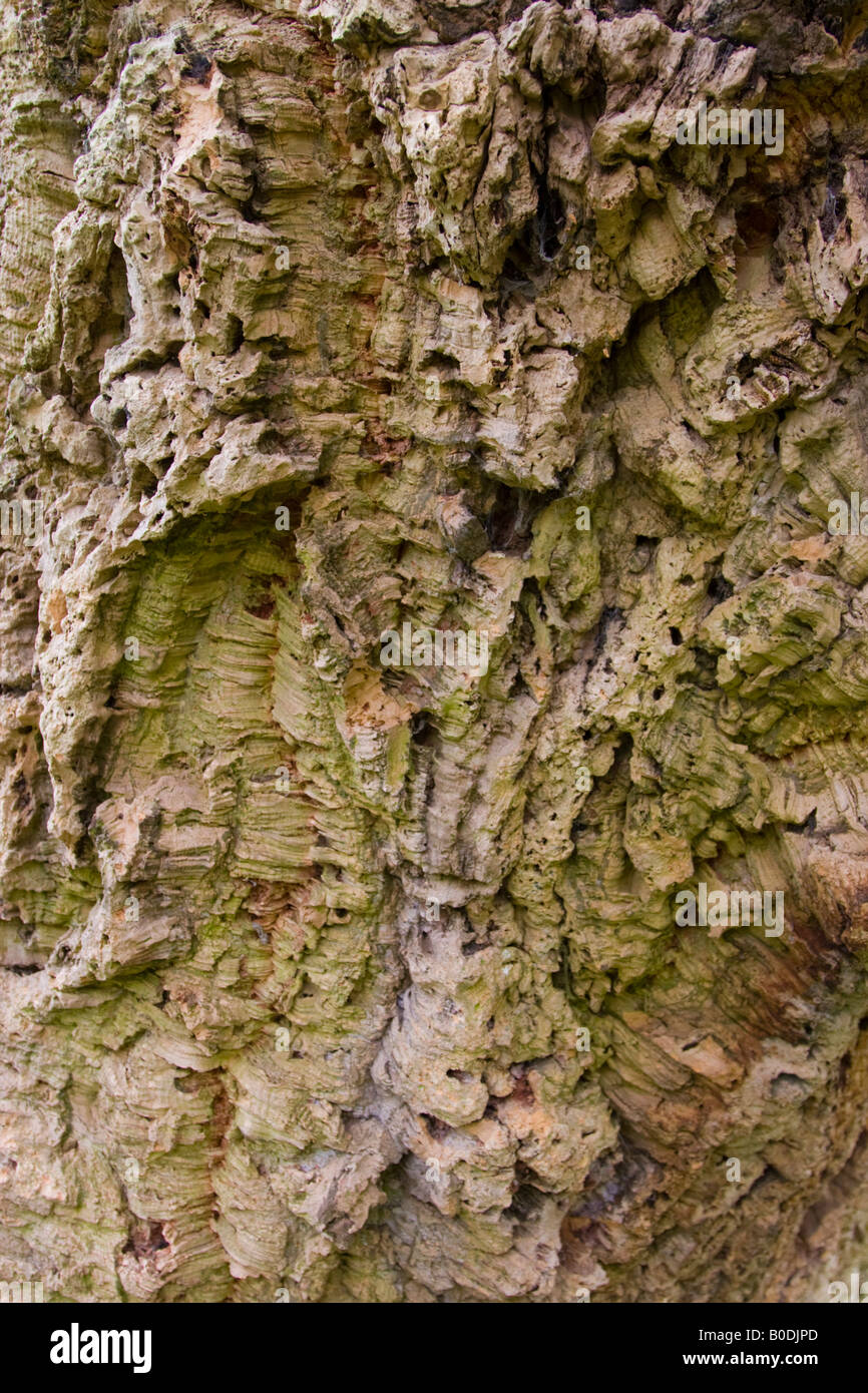 Cork tree bark Stock Photo Alamy