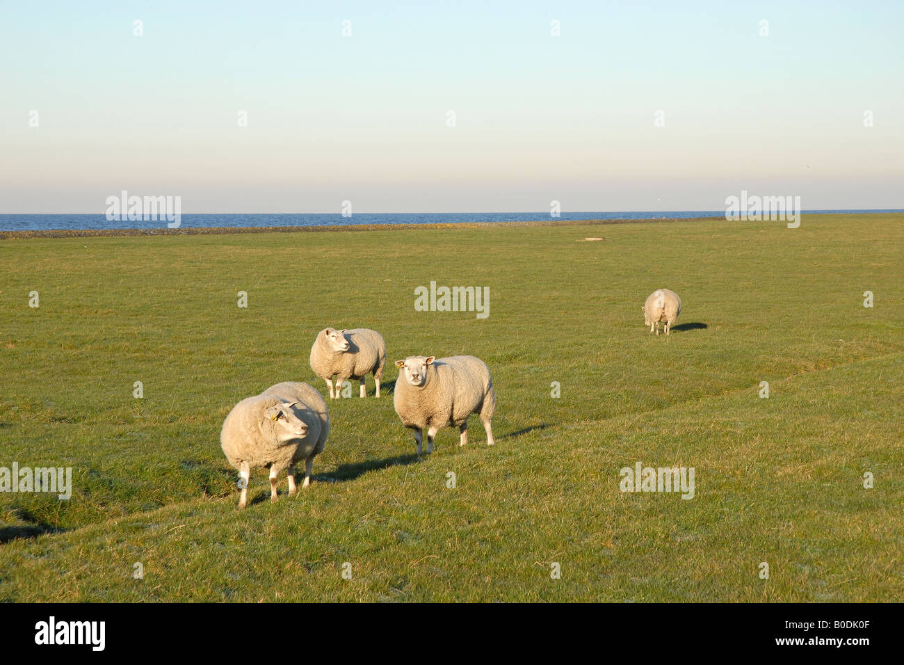 Sheep on the dike in Hindeloopen Stock Photo