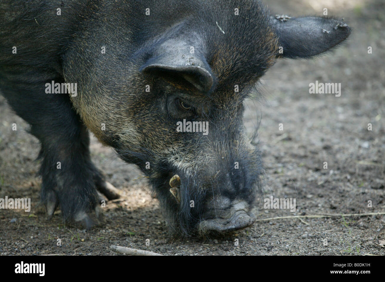 Close-up of a Wild Boar (Sus scrofa) Stock Photo