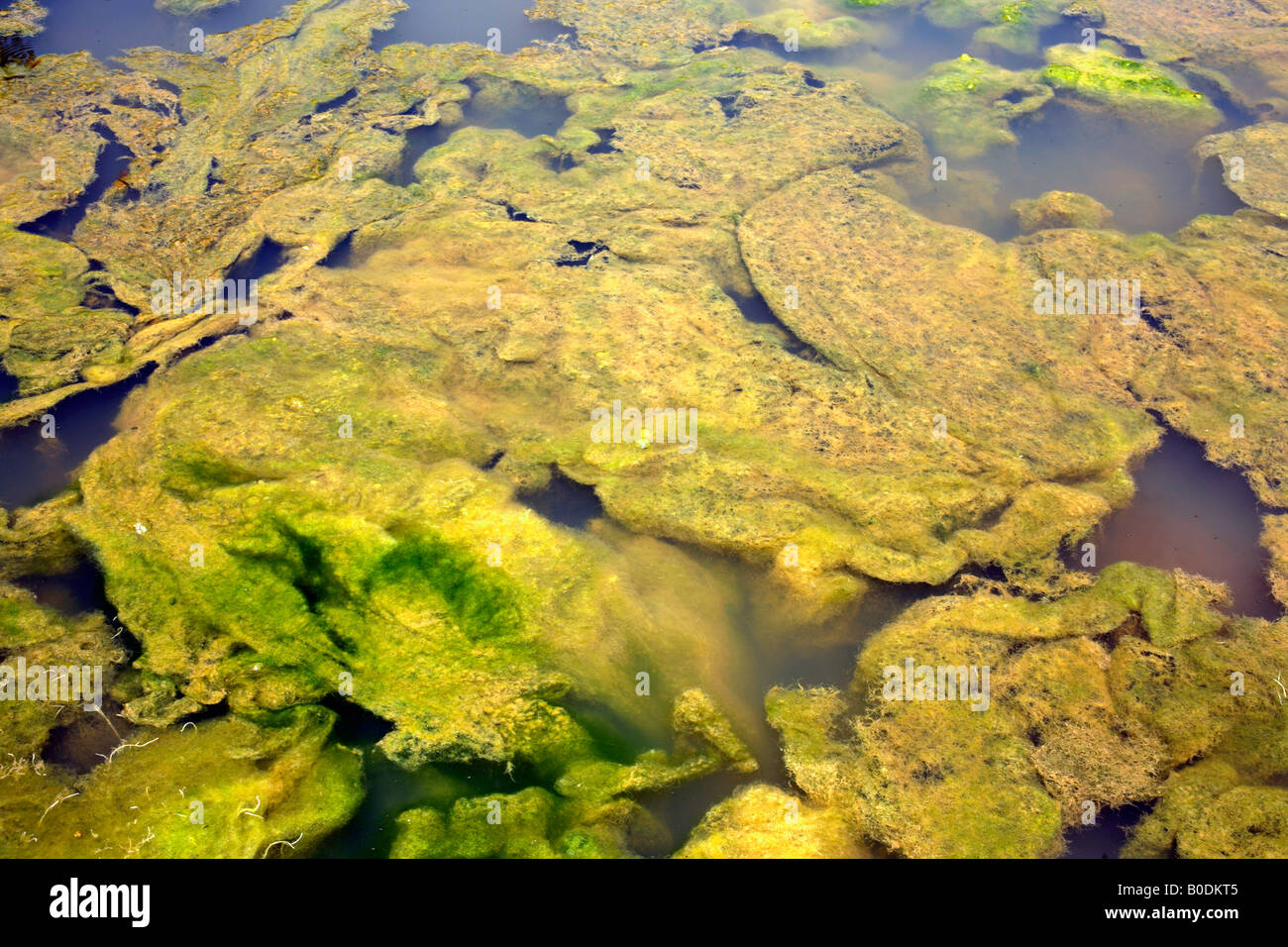 Filamentous algae growing in a polluted pool Stock Photo