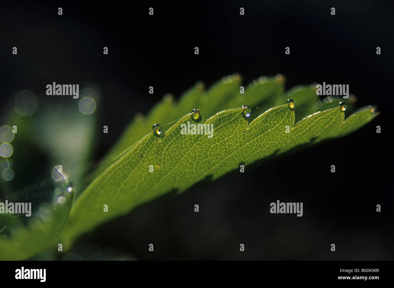 Drops of dew on a green leaf hi-res stock photography and images - Alamy