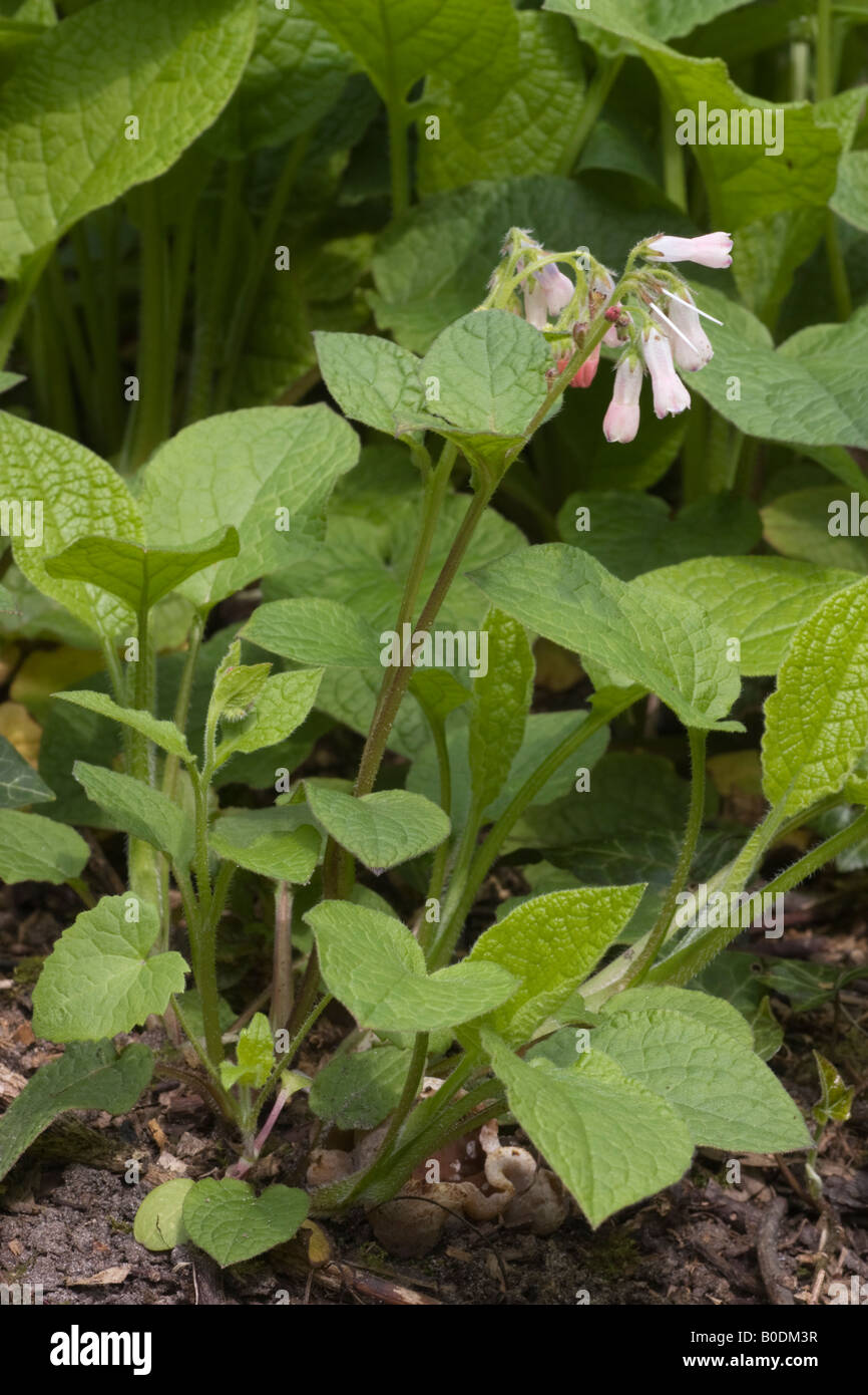 Comfrey, Symphytum officinale, plants with flowers. Stock Photo