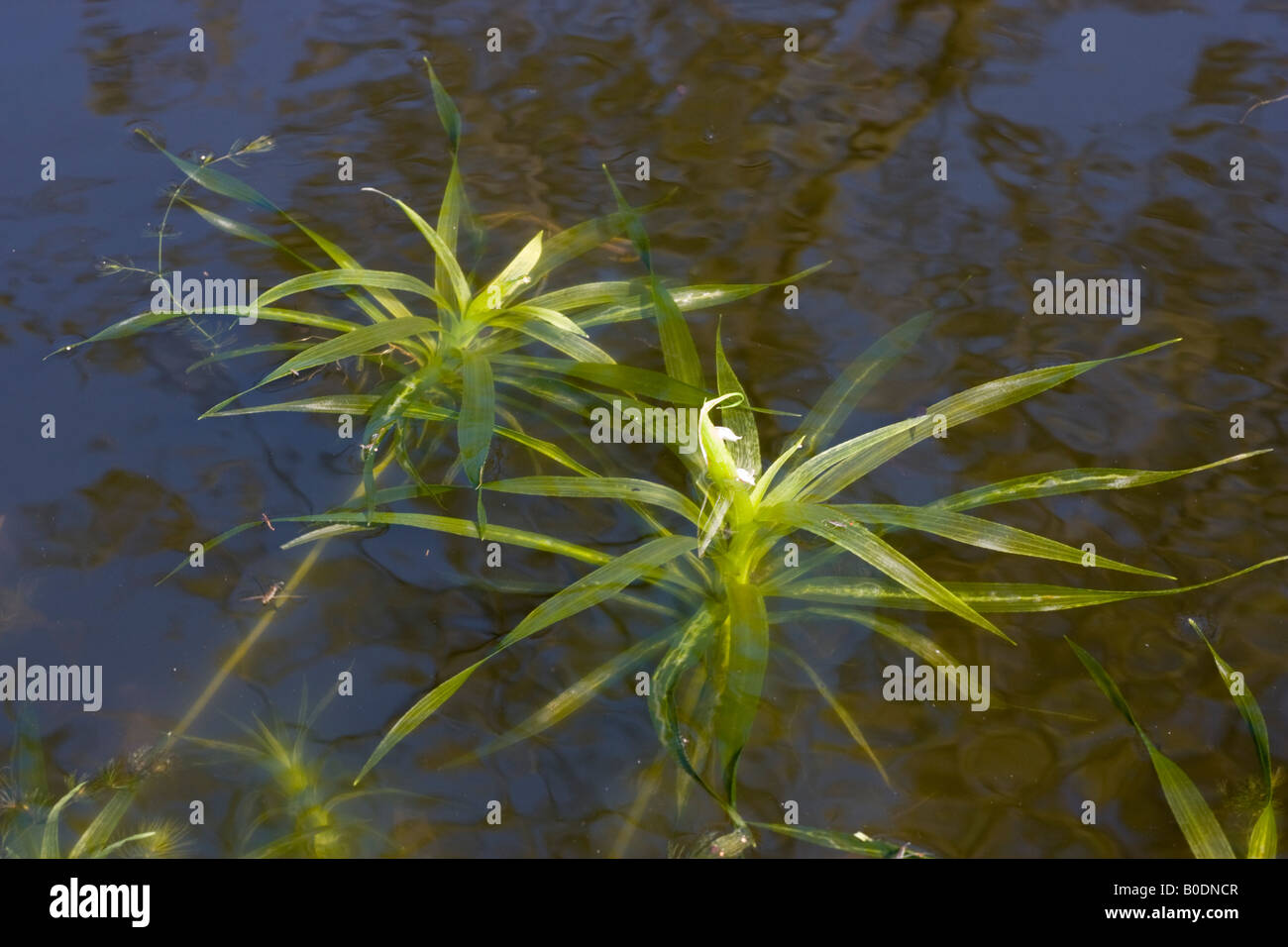 Water soldiers, Stratiotes aloides, plants floating in water. Stock Photo