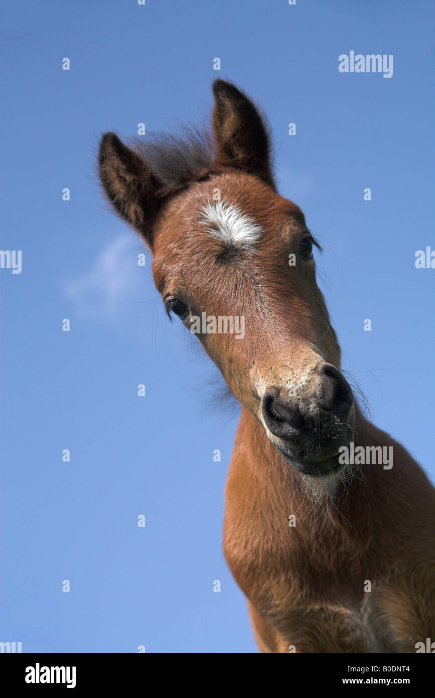 Dartmoor pony foal looking down against blue sky background ponies