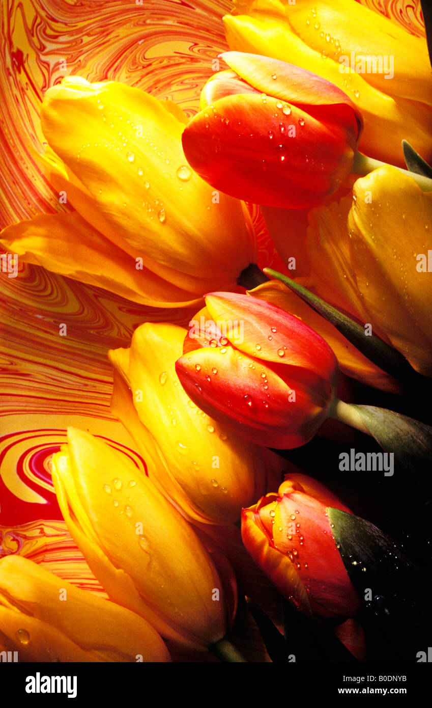 Red and yellow tulips Stock Photo - Alamy