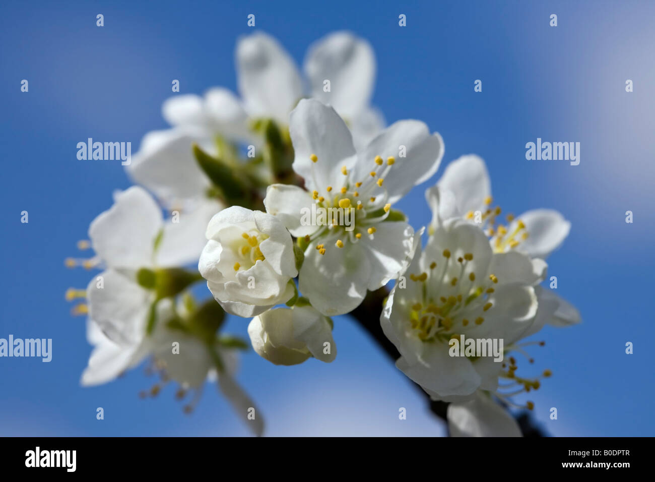 Plum 'Victoria' blossom Stock Photo