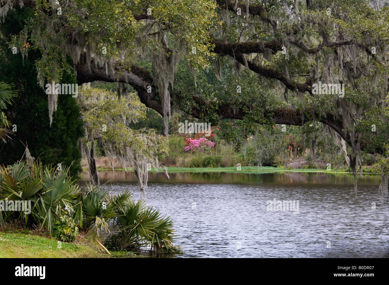Live Oak Draped in Spanish Moss with Blooming Azalea and Lake in the