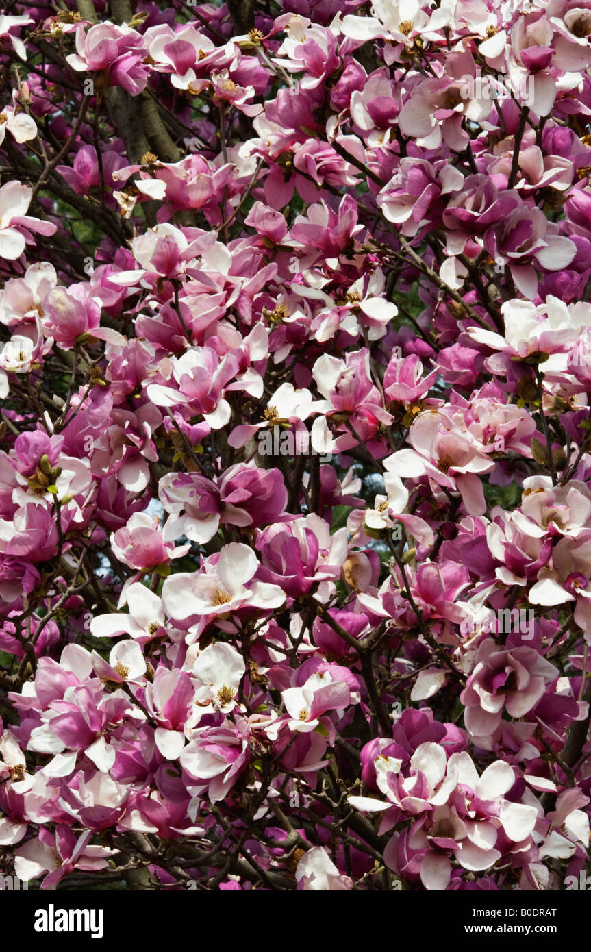 Tree blossom kentucky hi-res stock photography and images - Alamy