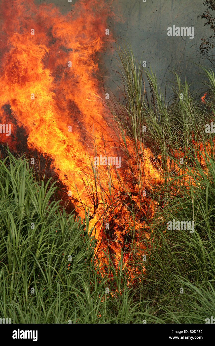 Empty lot field fire consuming the vegetation of the place Stock Photo
