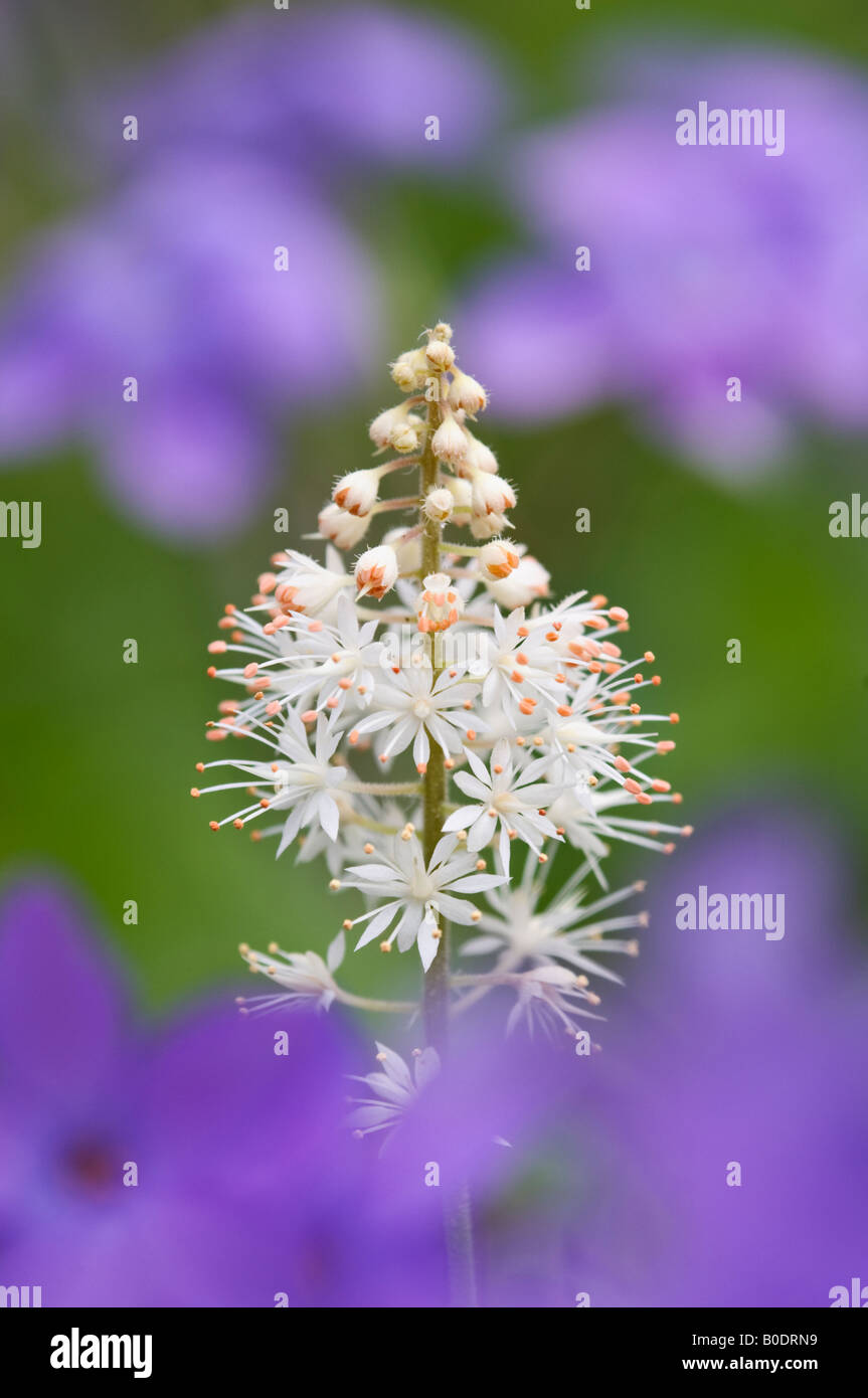 Close up of Foamflower seen through Blue Phlox Stock Photo