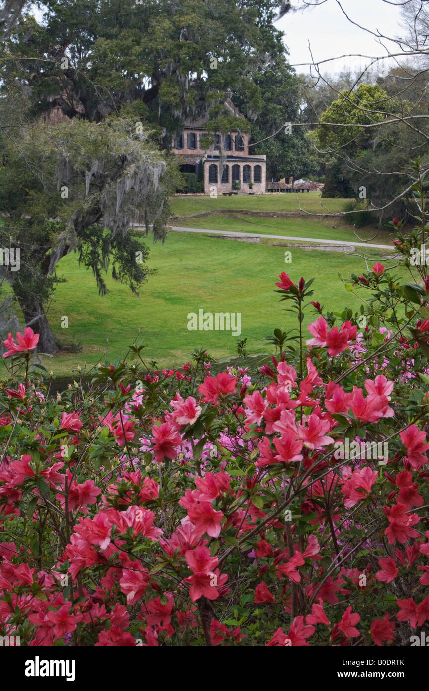 Blooming Azalea and Historic Home at Middleton Place Charleston County South Carolina Stock Photo