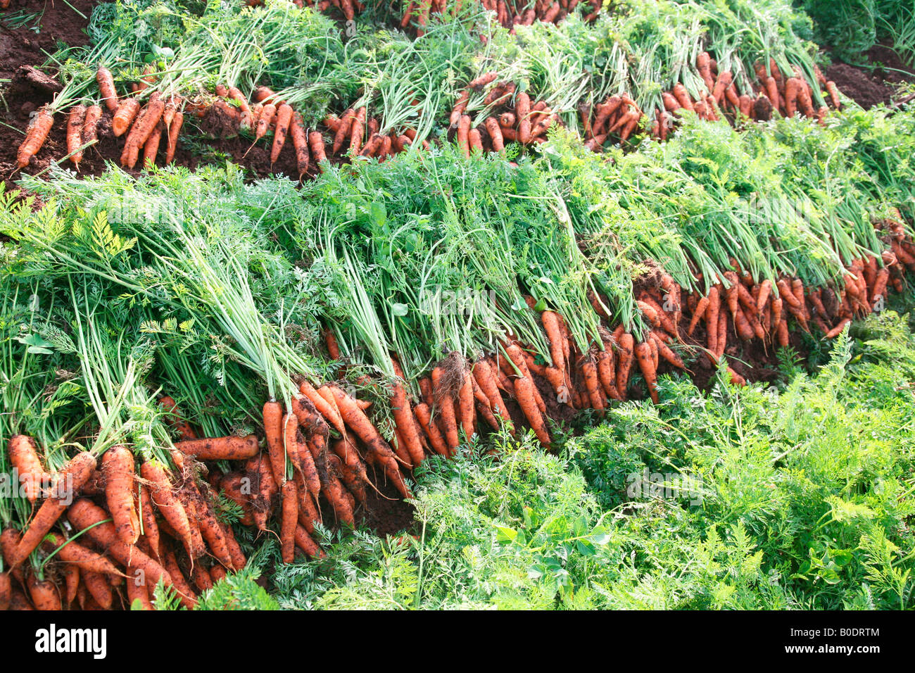 Carrot cultivation in Ooty, Tamil nadu, India Stock Photo