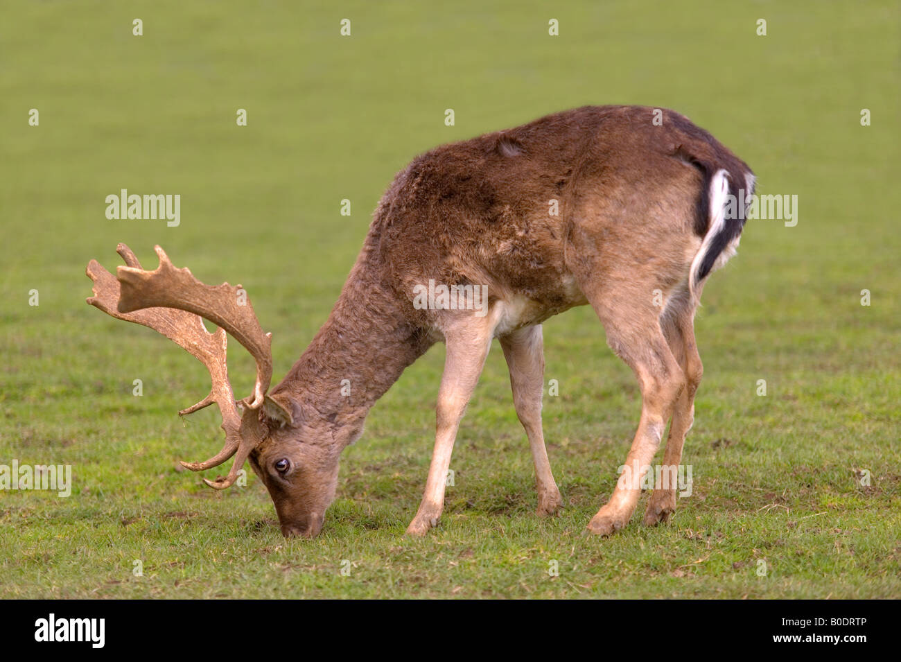 Male Fallow deer dama dama grazing in a field Stock Photo
