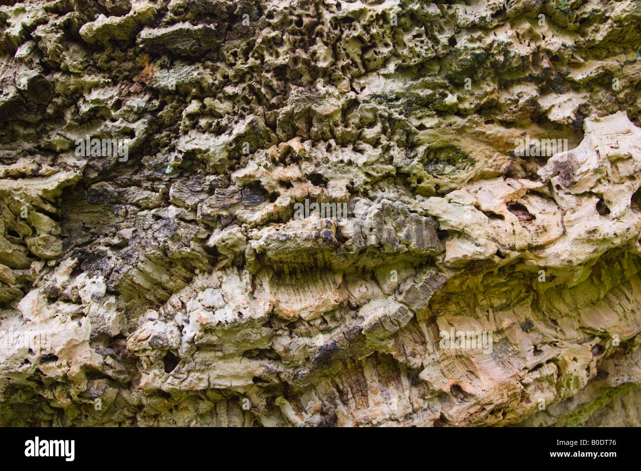 Cork tree bark Stock Photo Alamy