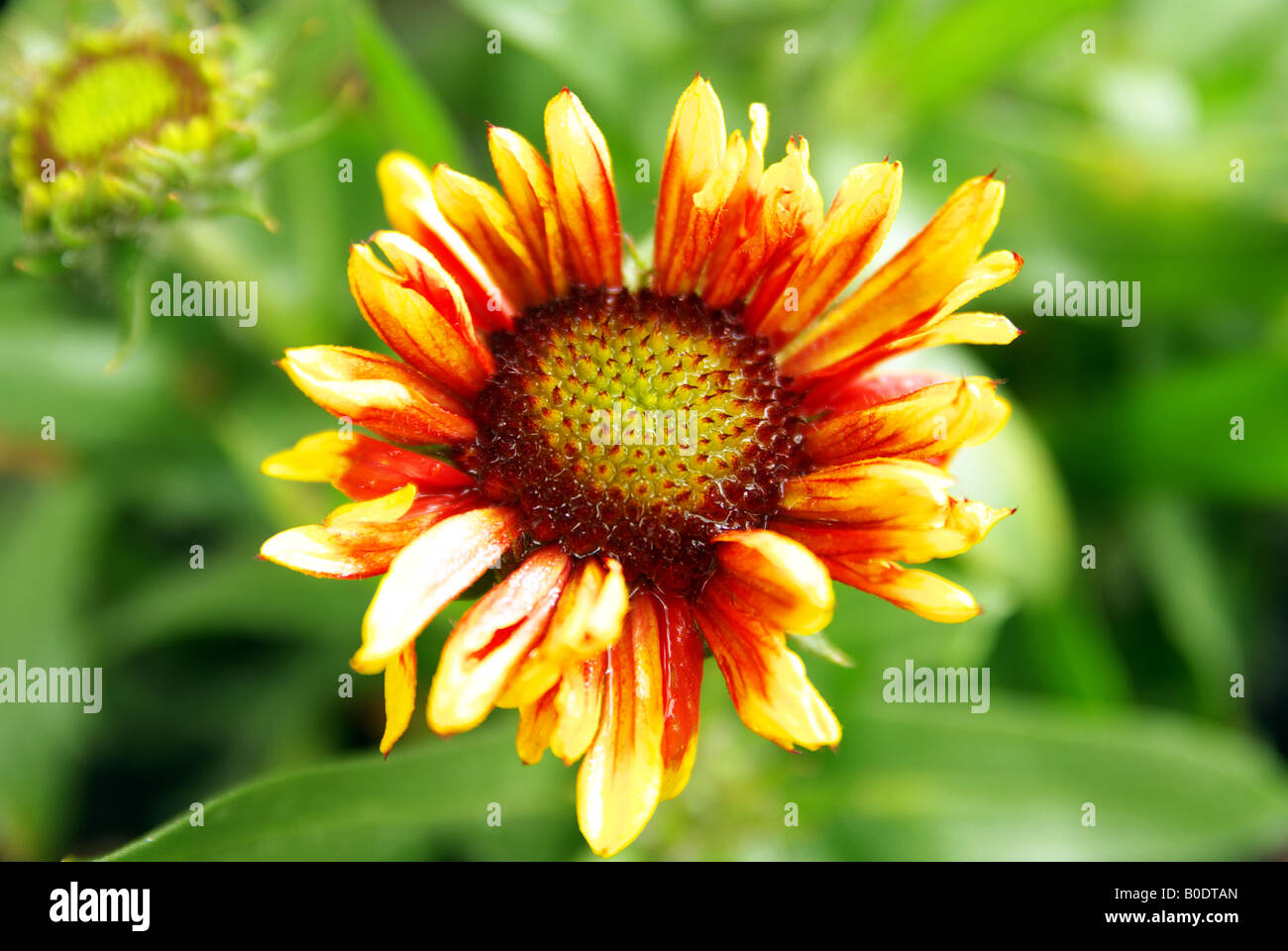 Red yellow daisy asteraceae hires stock photography and images Alamy