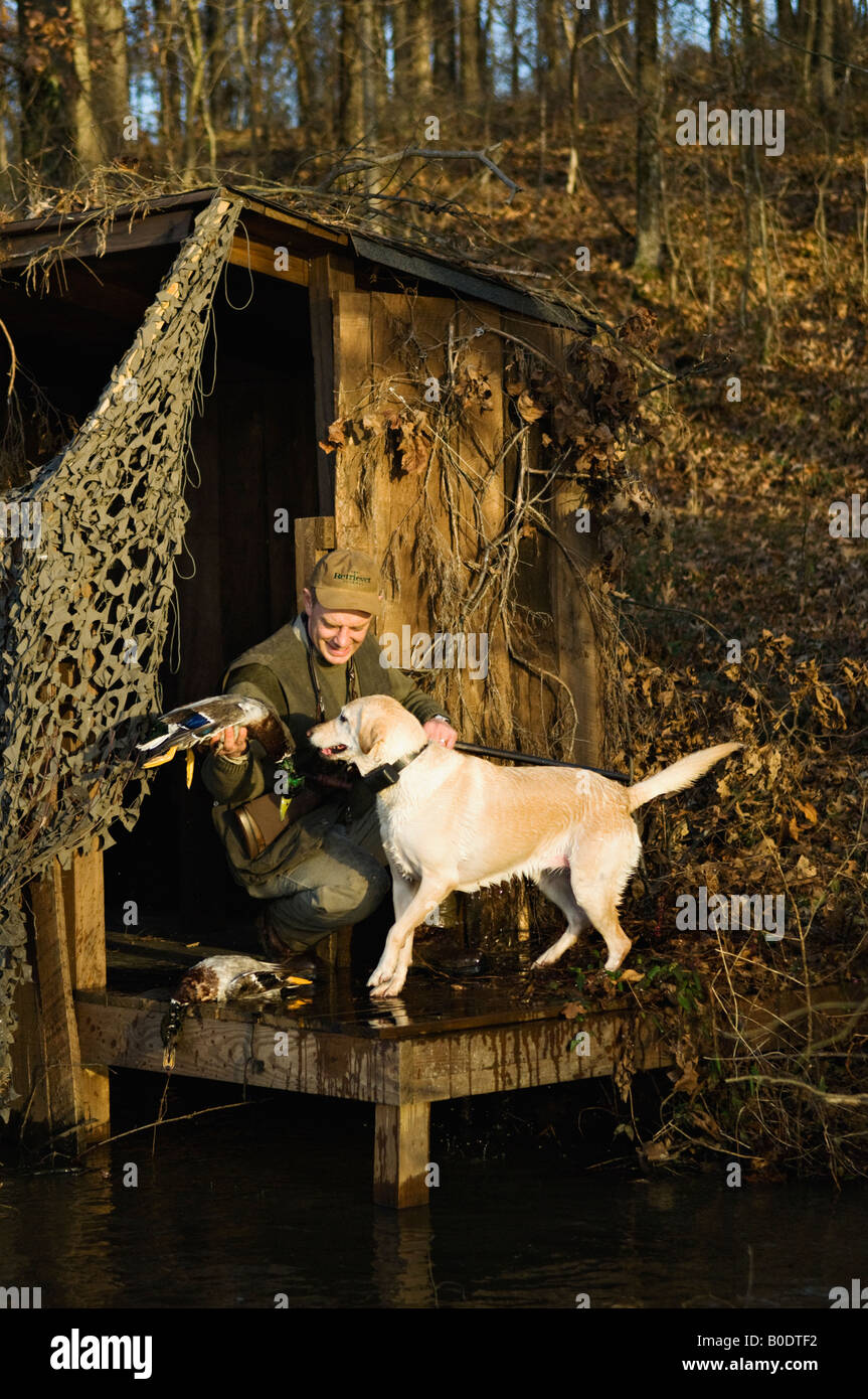 Yellow Labrador Retriever Bringing Mallard to Duck Hunter at Hunting Blind Stock Photo