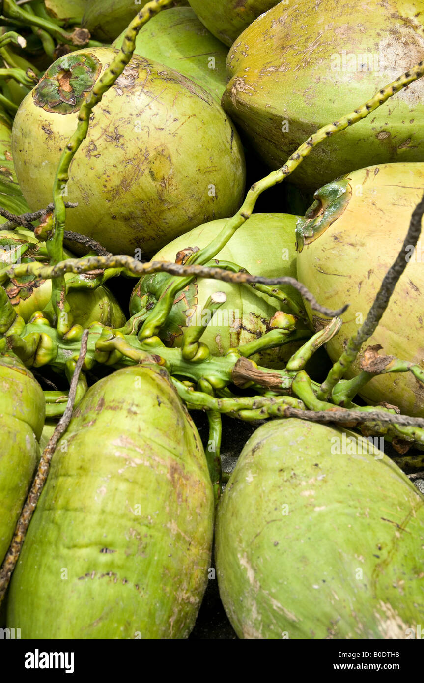 Green coconuts for sale in Mexico. The outside is known as a DRUPE, the inner stone (endocarp) is the coconut as we know it. Stock Photo