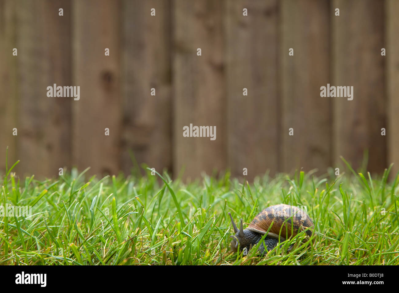 A garden snail moving across the lawn Stock Photo