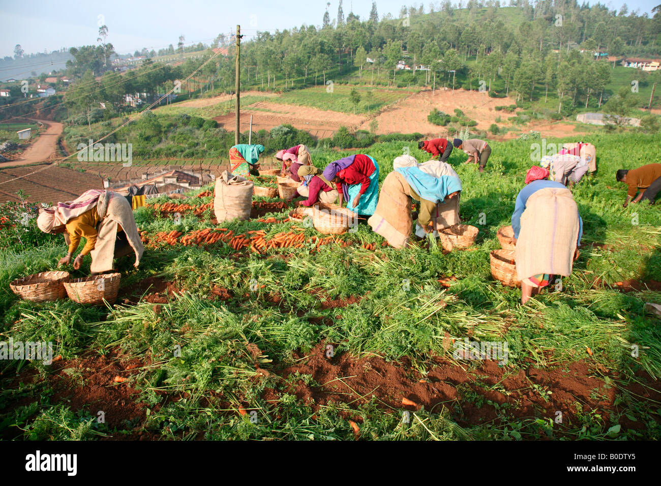 Carrot cultivation in Ooty, Tamil nadu, India Stock Photo Alamy