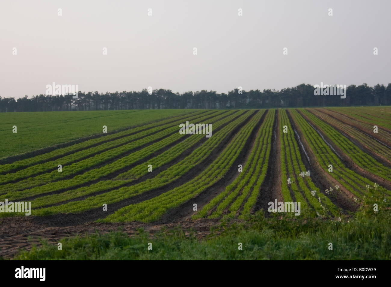 Carrots growing on a farm Near Alderton Woodbridge Suffolk Stock Photo