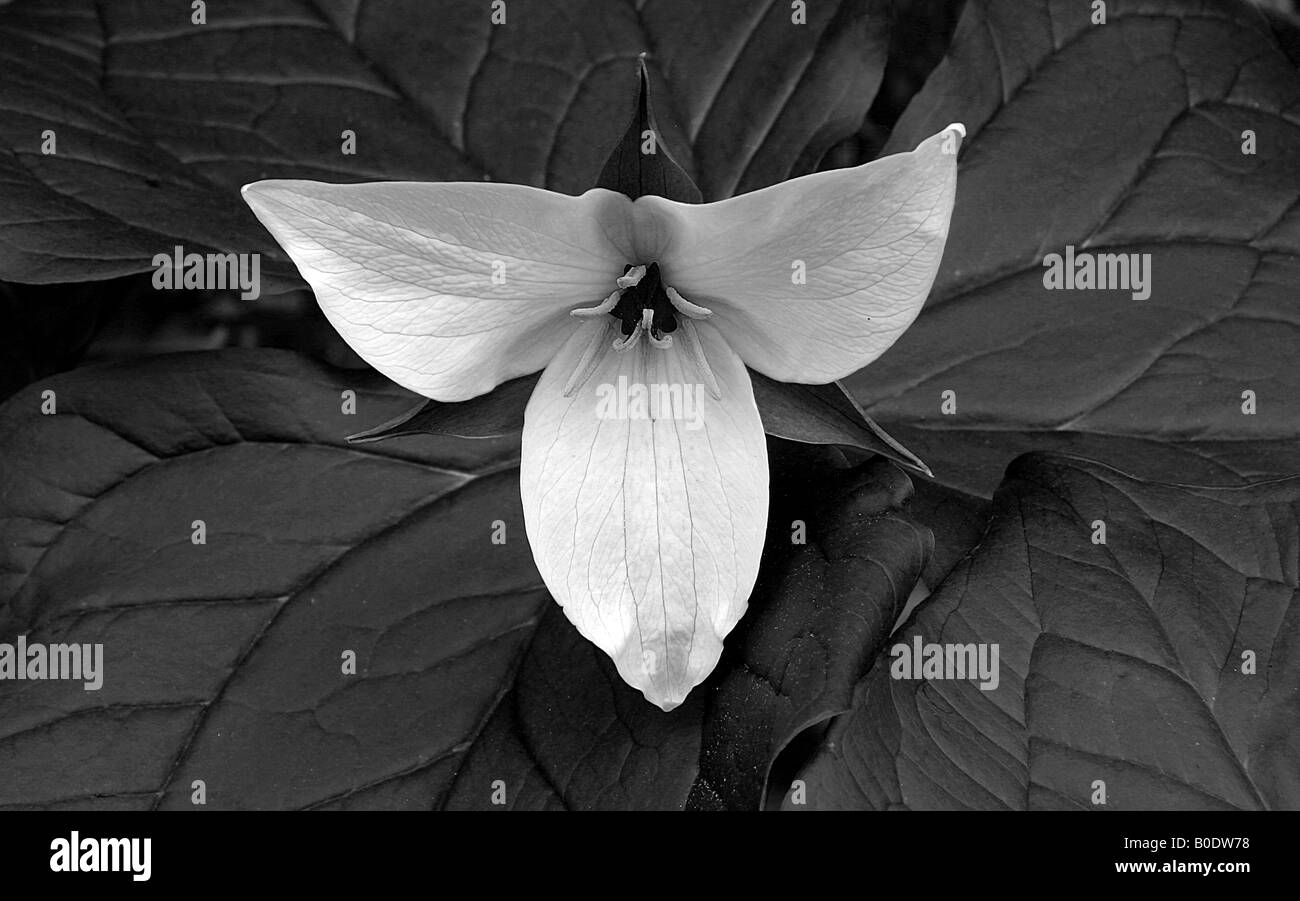 Trillium park Black and White Stock Photos & Images Alamy