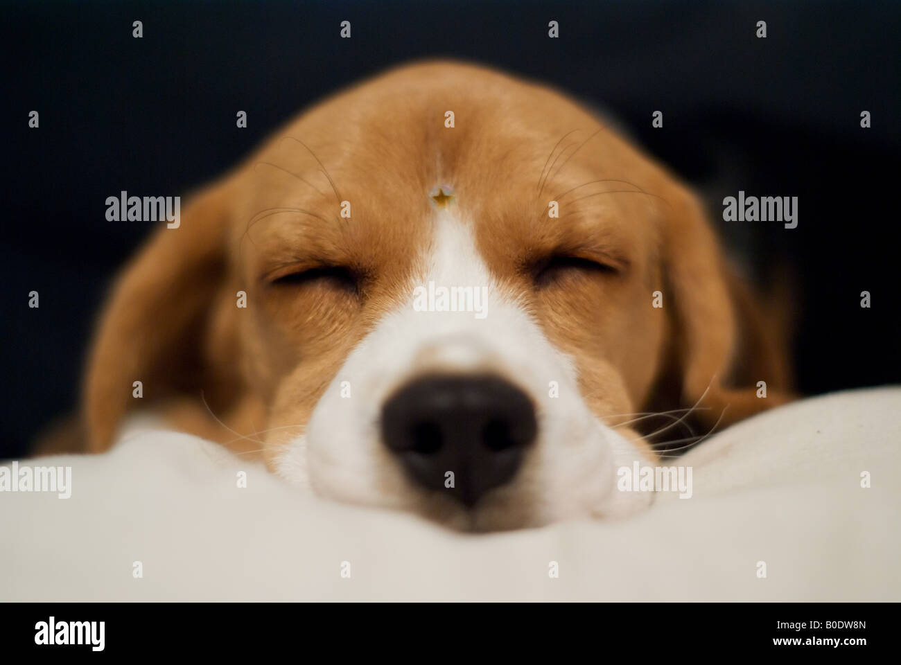 beagle puppy sleeping Stock Photo