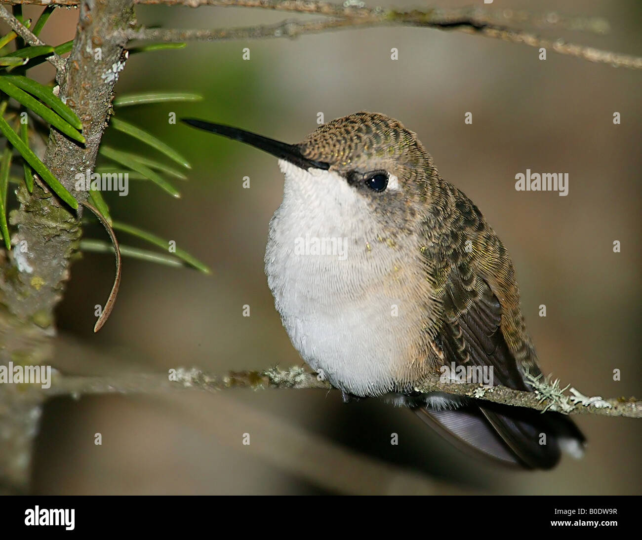 Close-up of a Hummingbird perching on a pine tree Stock Photo - Alamy