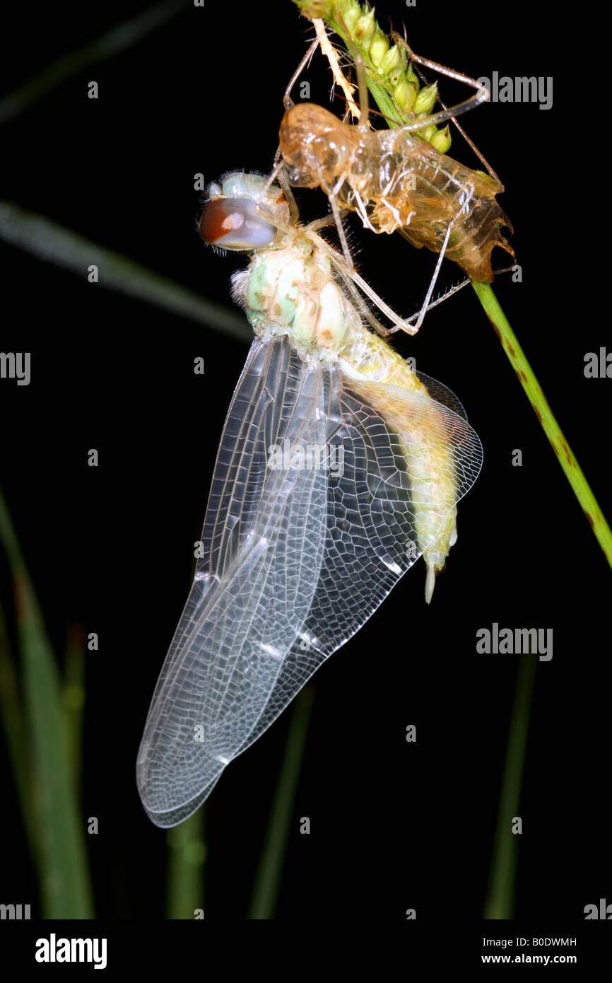 Adult dragonfly emerging from nymph Stock Photo