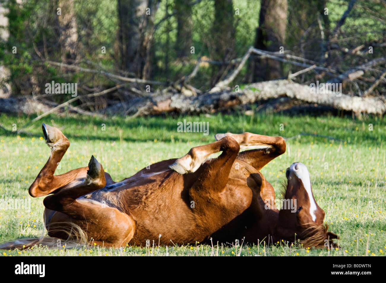Horse with Chestnut Coat Rolling in Pasture in Cades Cove Great Smoky Mountains National Park Tennessee Stock Photo