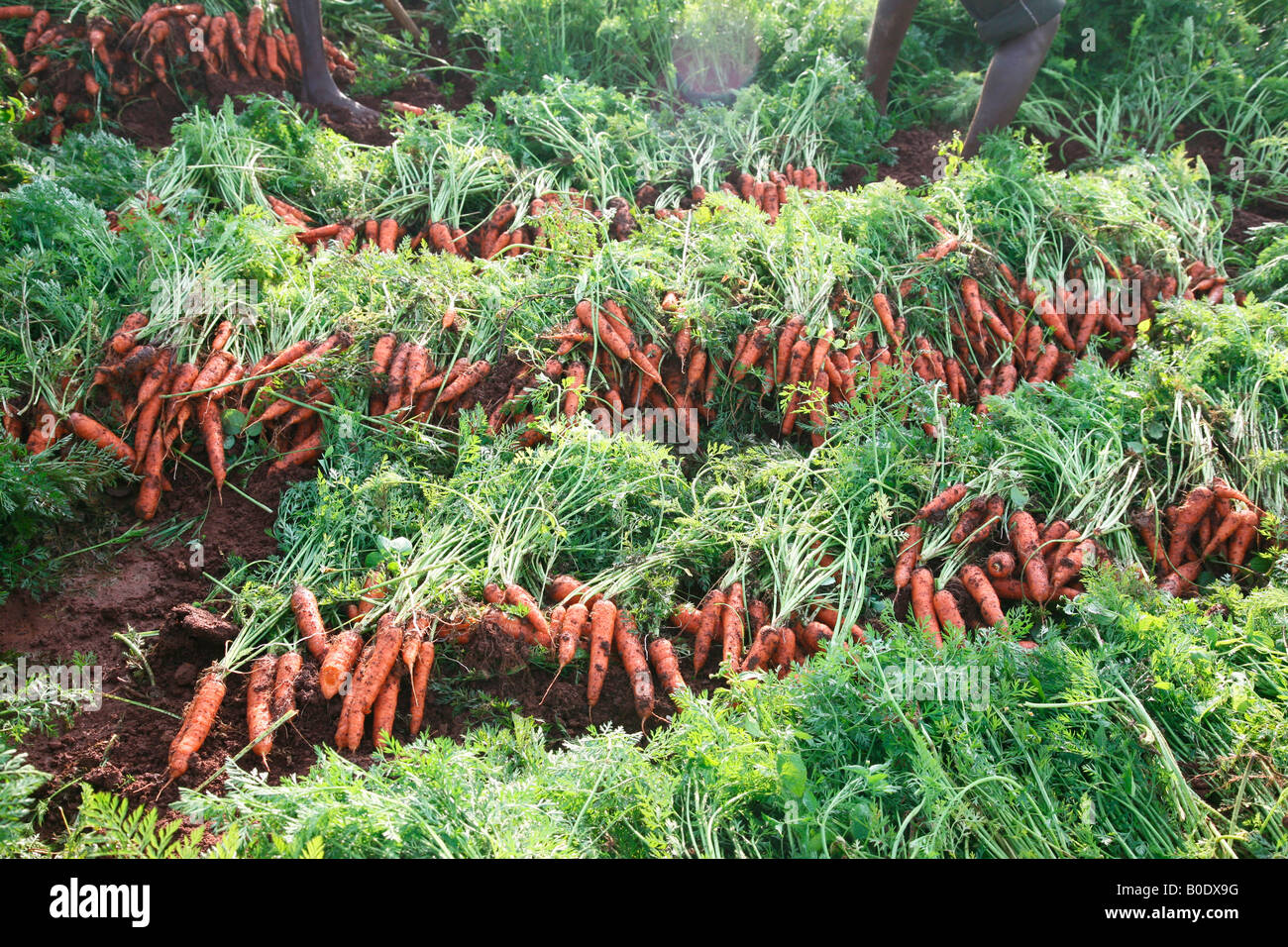 Carrot cultivation in Ooty, Tamil nadu, India Stock Photo Alamy