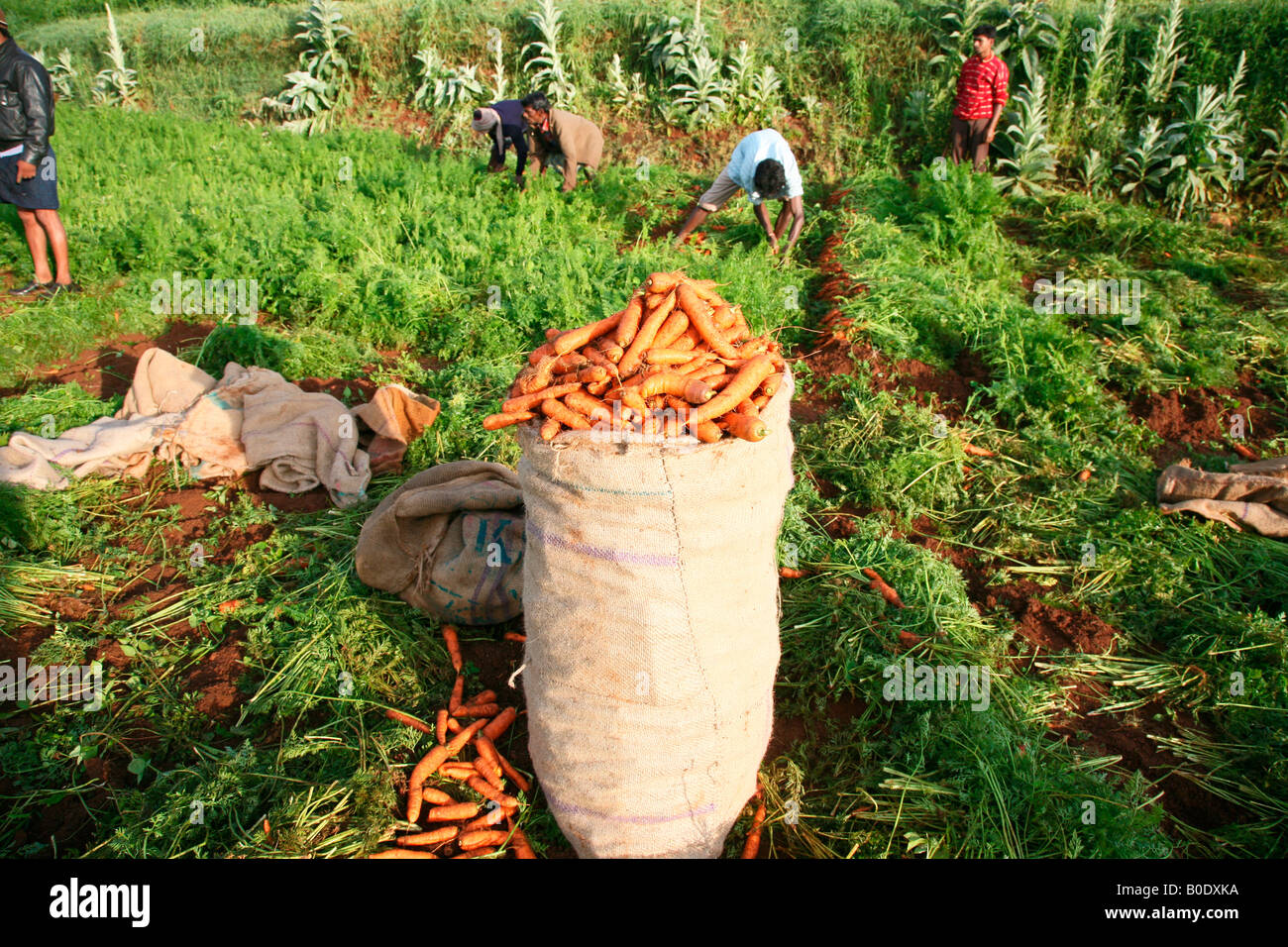 Carrot cultivation in ooty, Tamil nadu, India Stock Photo 17516670 Alamy