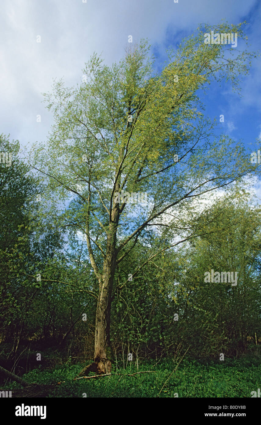 white willow tree Salix alba on field edge in Dorset Stock Photo